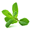 Menta