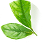 Té verde