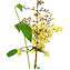 Lawsonia