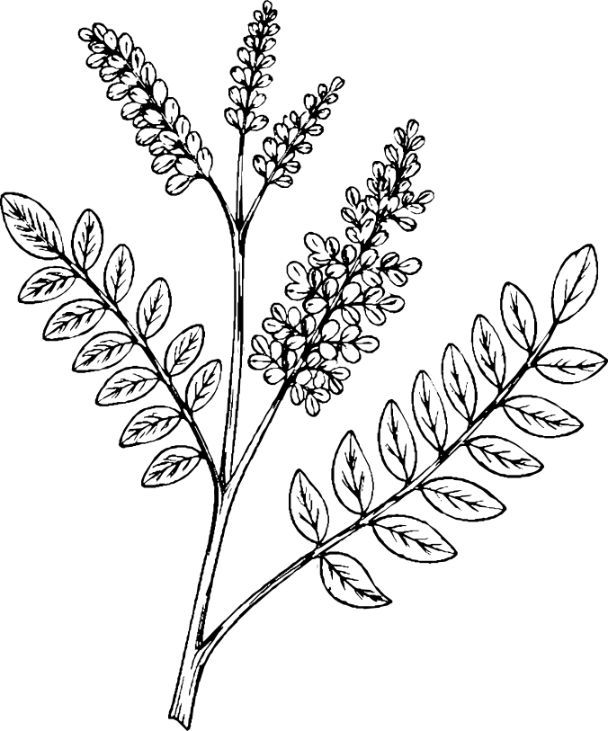 Vector (13)