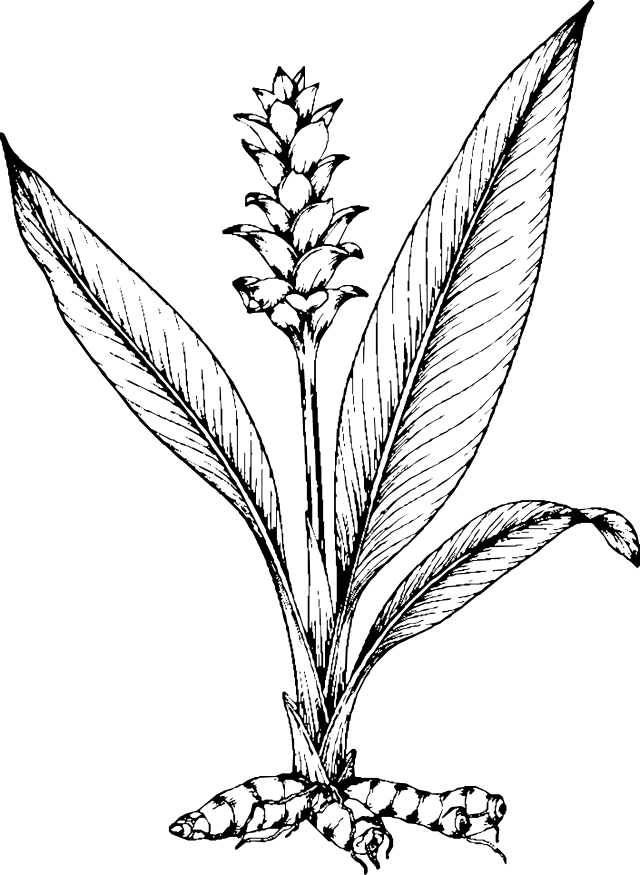 Vector (14)