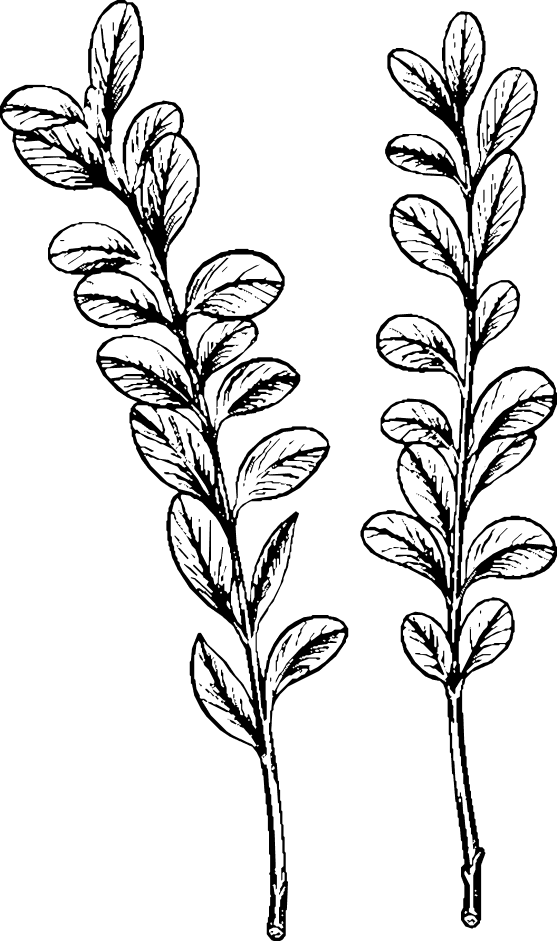 Vector (15)