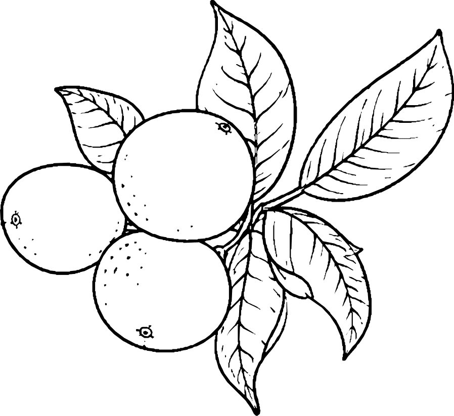 Vector (16)