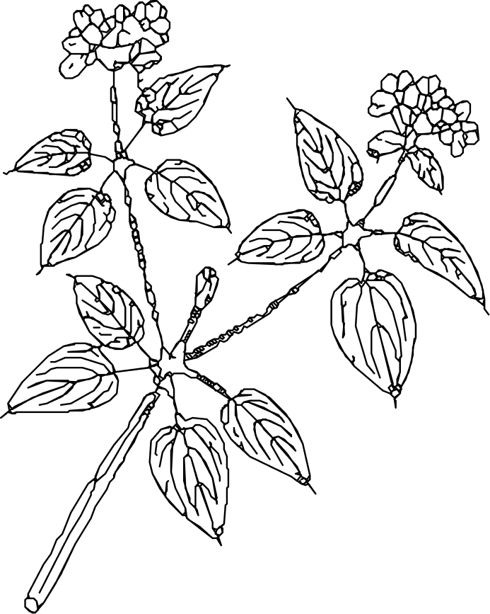 Vector (17)
