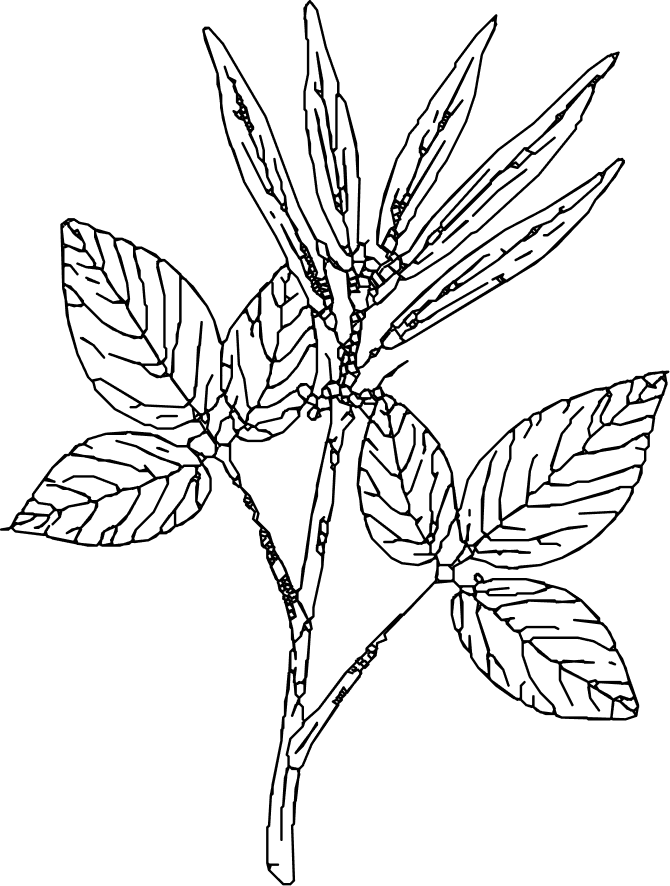 Vector (19)