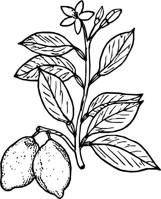 Vector (2)
