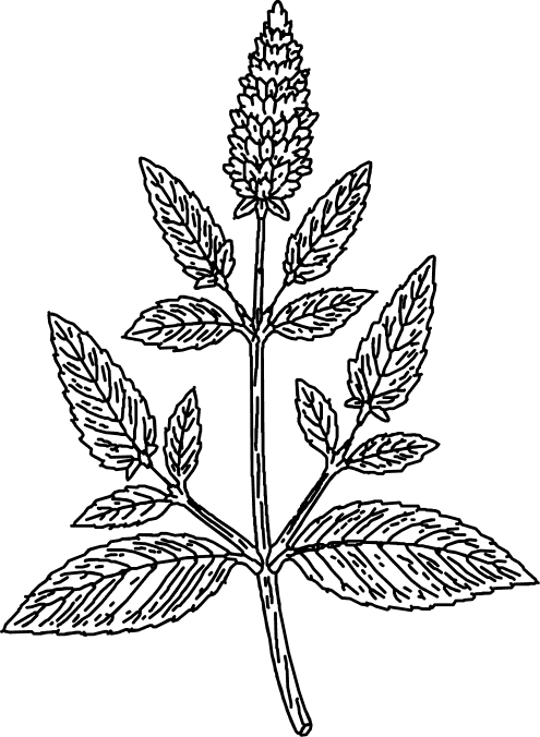 Vector (4)