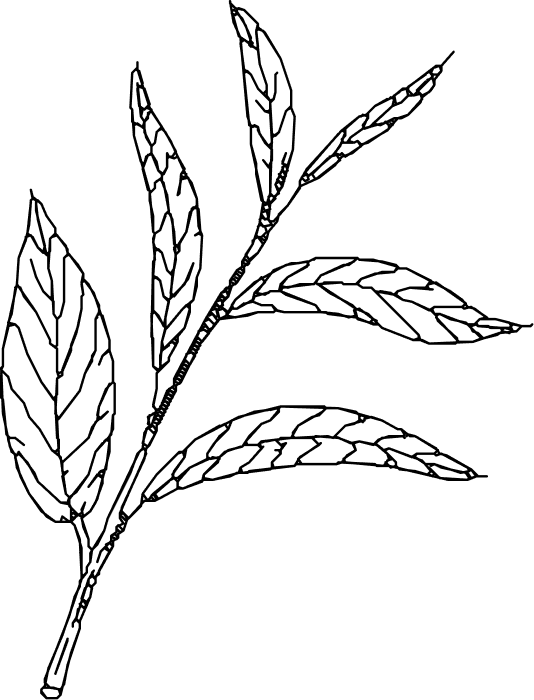 Vector (5)