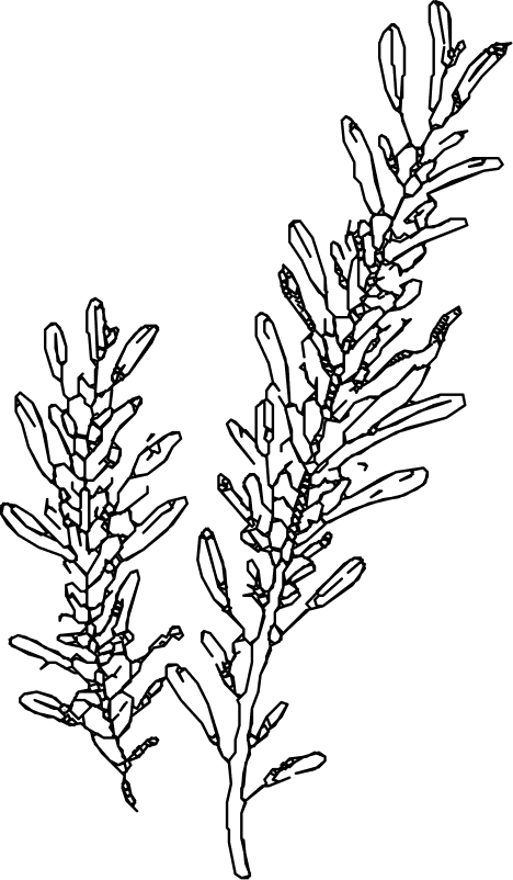 Vector (6)