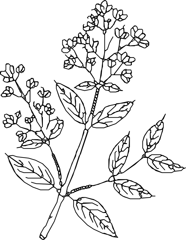 Vector (7)