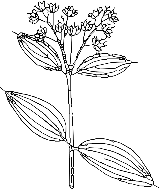 Vector (8)